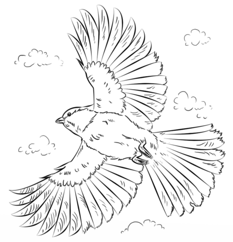 Black Capped Chickadee In Flight Coloring Page